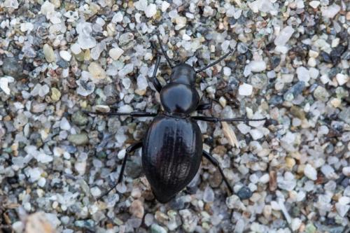 Tentyria ramburi